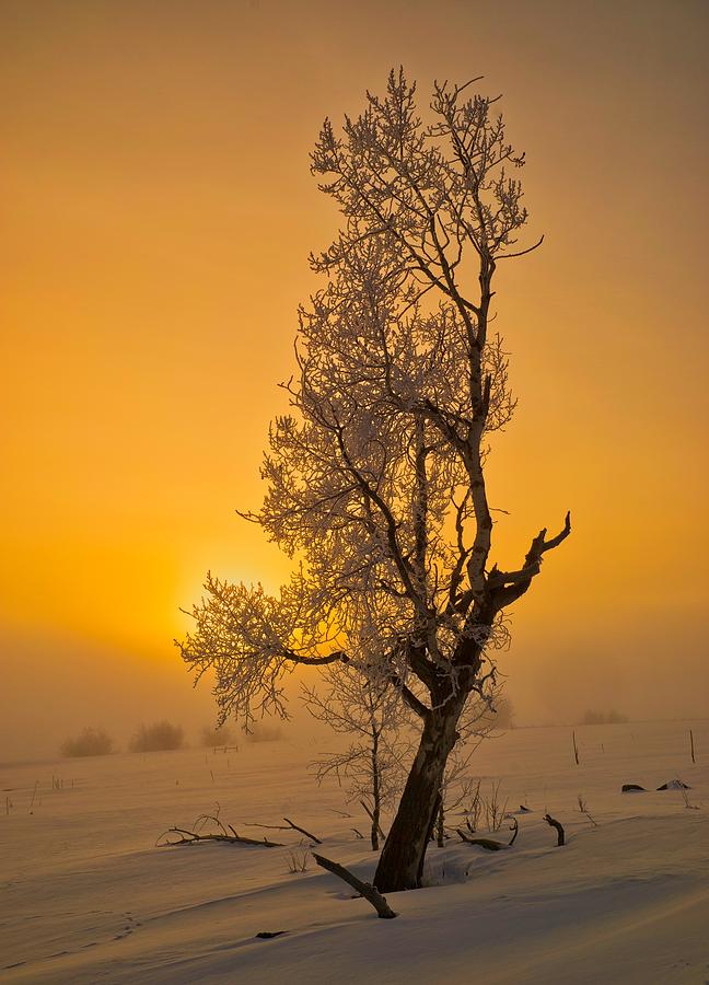 Frosted Tree Photograph by Tom Gresham