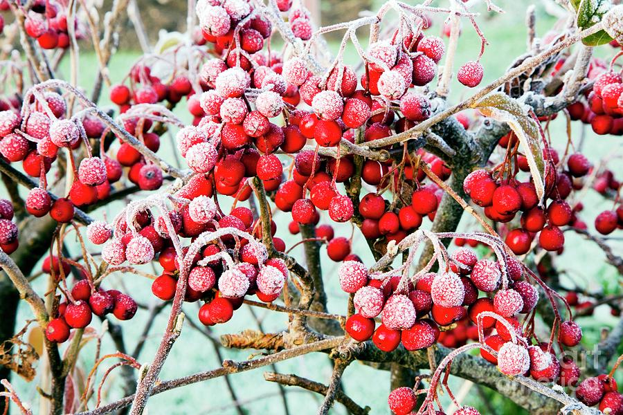 Frosted Viburnum Fruit Photograph by Dr Keith Wheeler/science Photo ...