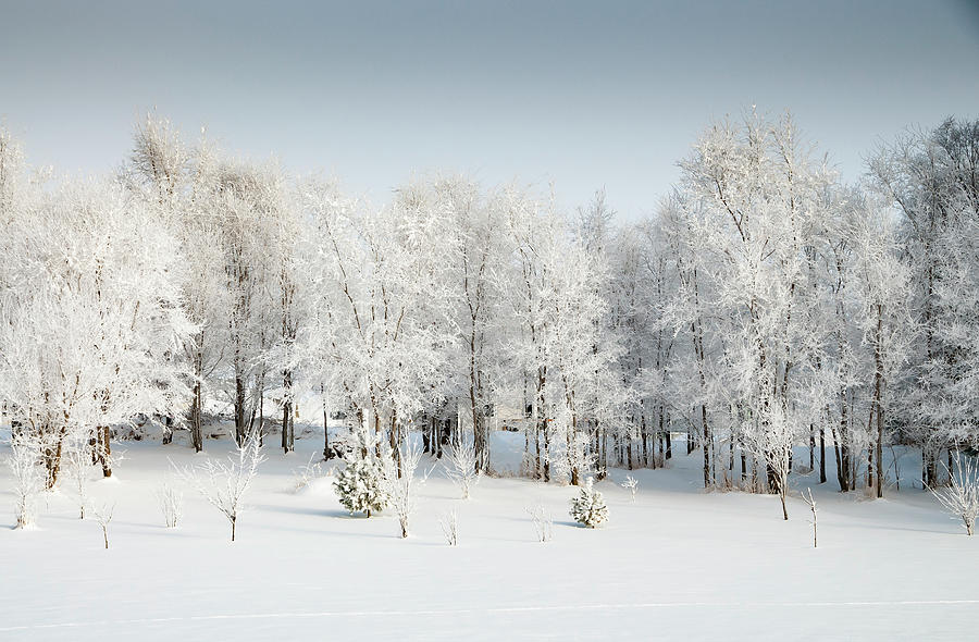 Frosted Winter Trees In Iowa Photograph by Cavan Images