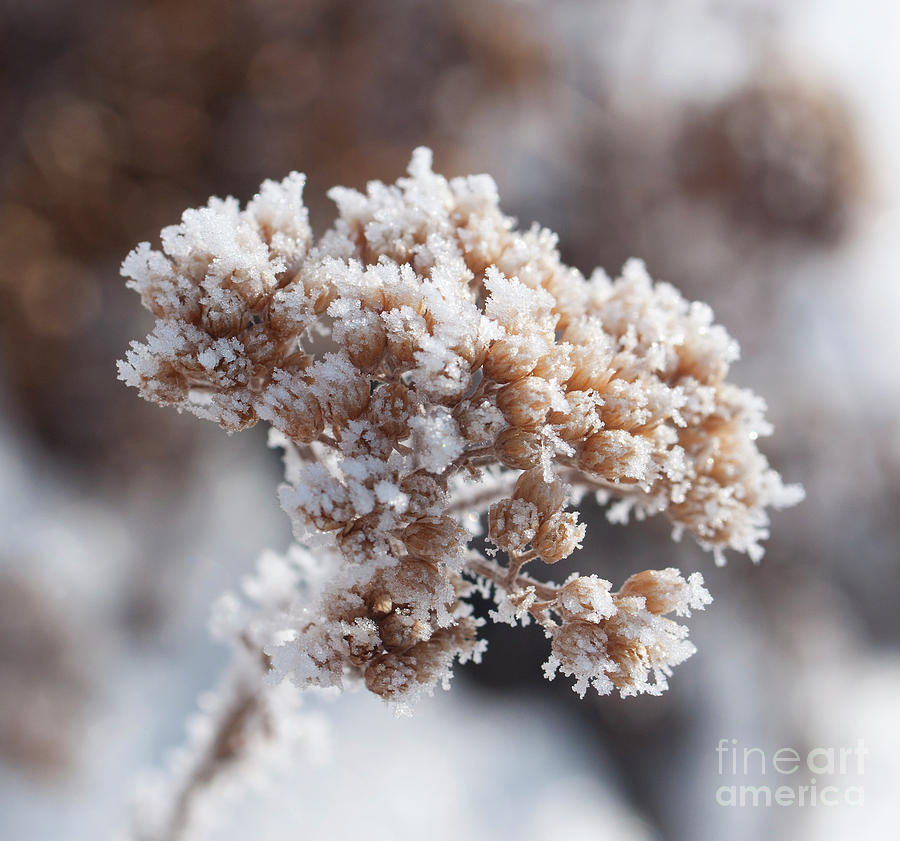 Frosted Yarrow Photograph by Julia McHugh