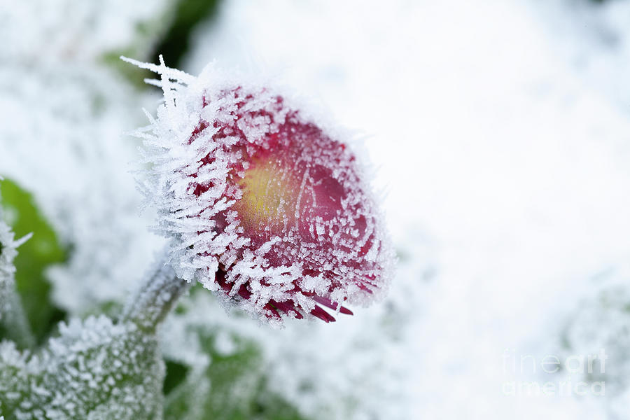 Frosty Bellis daisy frozen in harsh weather Photograph by Simon Bratt