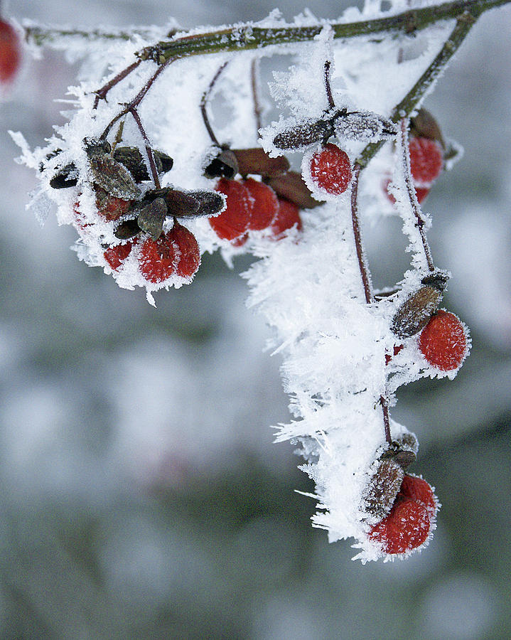 Frosty Berries In Michigan Winter Photograph by Stephen Brown