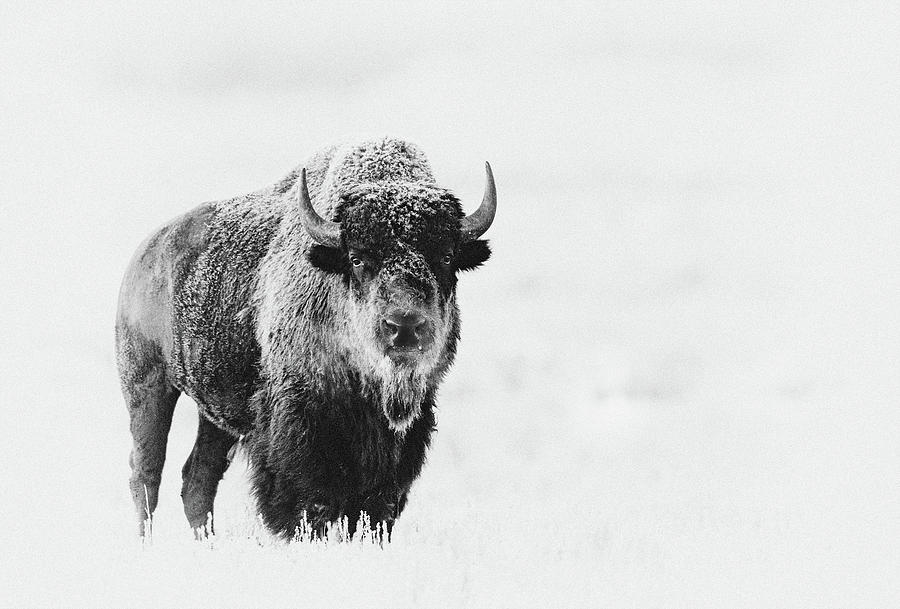 Frosty Bison Monochrome Photograph by Max Waugh