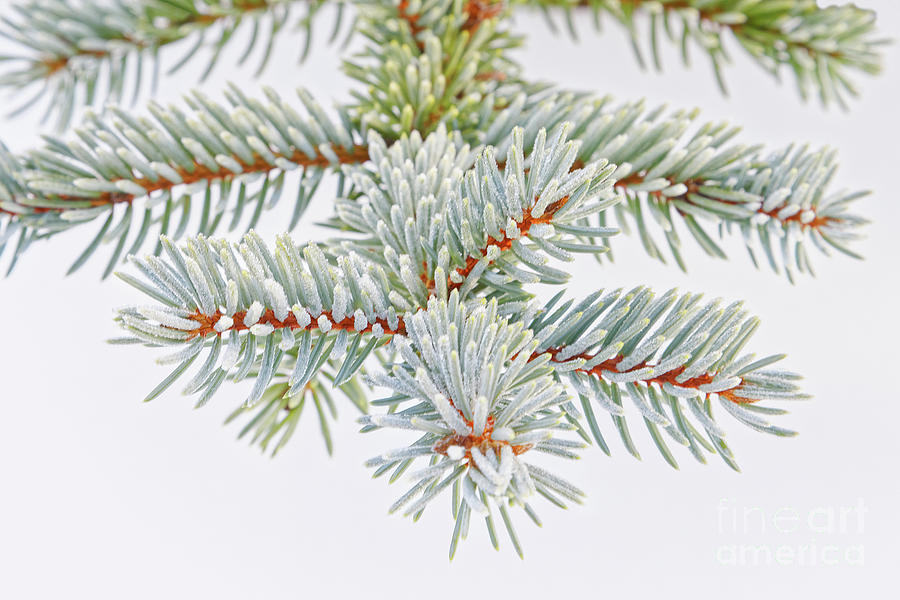 Frosty conifer needles deck the winters lightly frosted green spruce tree branch Photograph by Robert C Paulson Jr