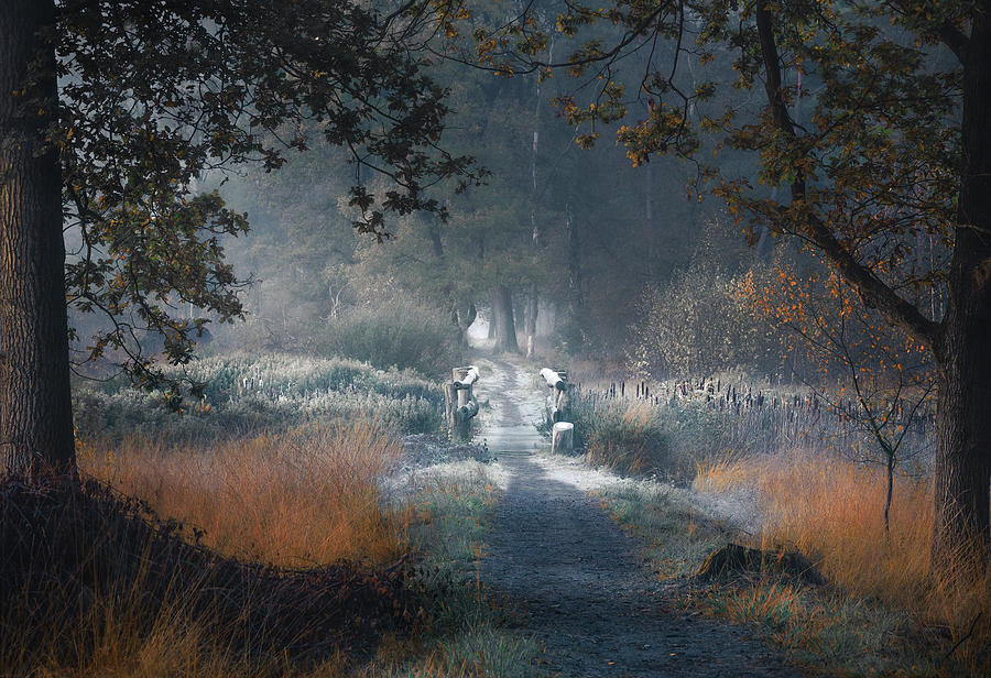 Frost Photograph - Frosty Crossing by Rob Visser Frost Photograph - Frosty Crossing by Rob Visser