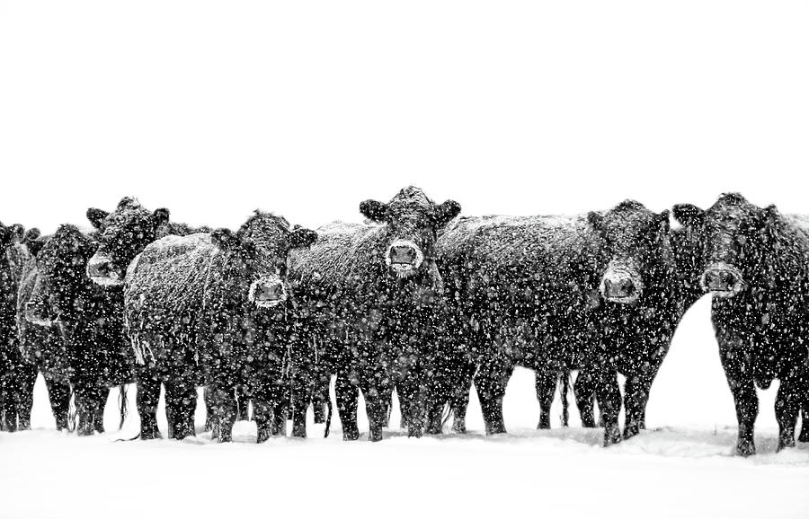 Winter Photograph - Frosty Faces Black Angus Cows Montana by Jennie Marie Schell