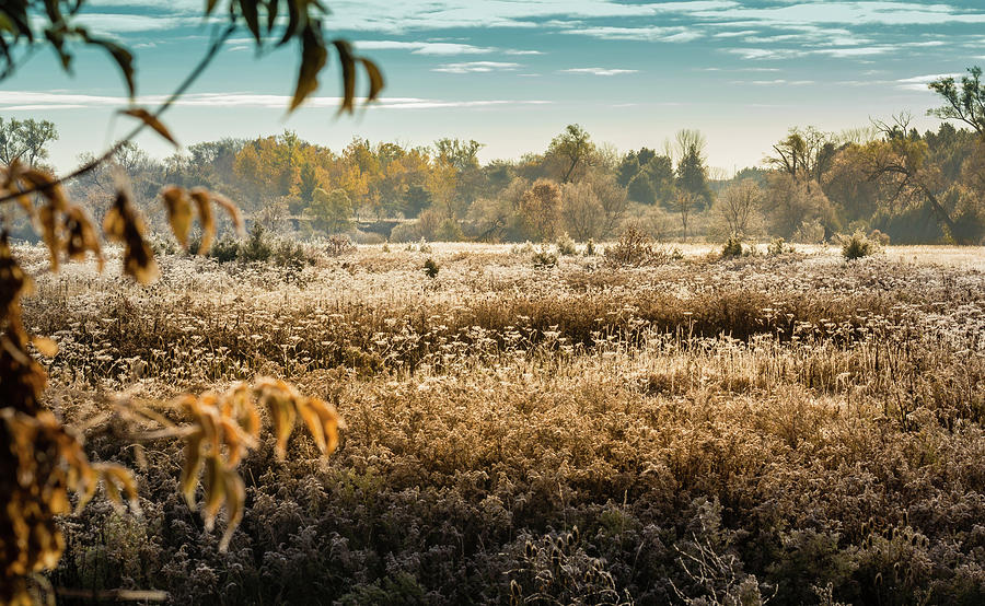 Frosty Field In Morning Light Photograph