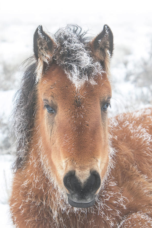 Frosty Foal Photograph by Kent Keller