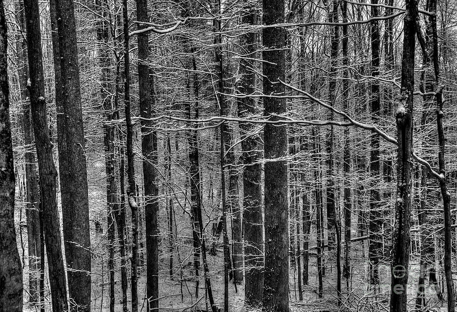 Frosty Forest in BW Photograph by Douglas Stucky