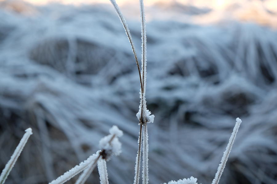 Winter Photograph - Frosty Grass by Inge Elewaut