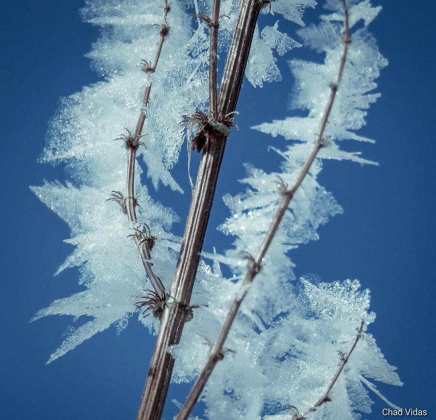 Frosty Grassland Photograph by Chad Vidas - Fine Art America