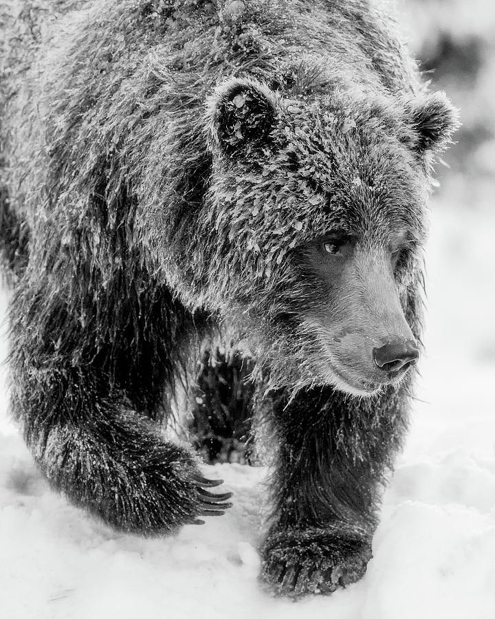 Frosty grizzly bear Photograph by Murray Rudd