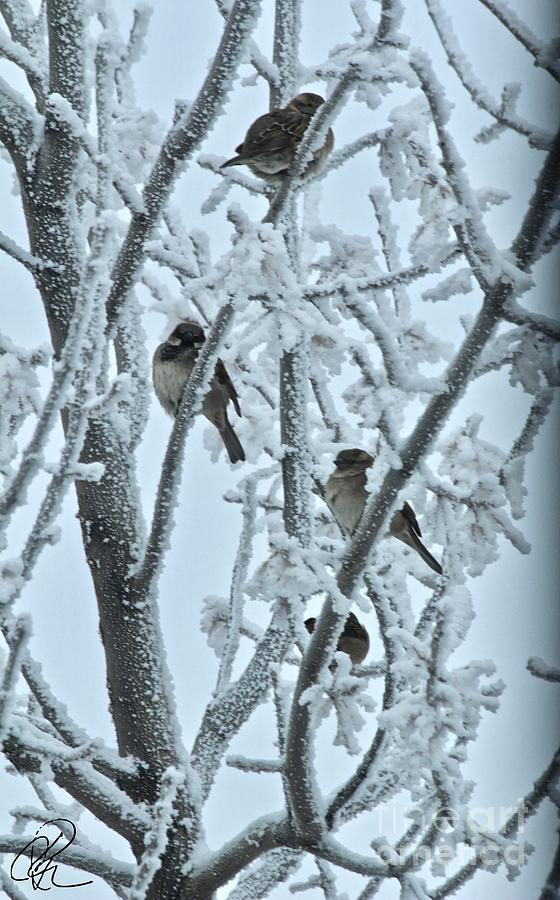 Frosty House Sparrows by Ann E Robson Frosty House Sparrows by Ann E Robson