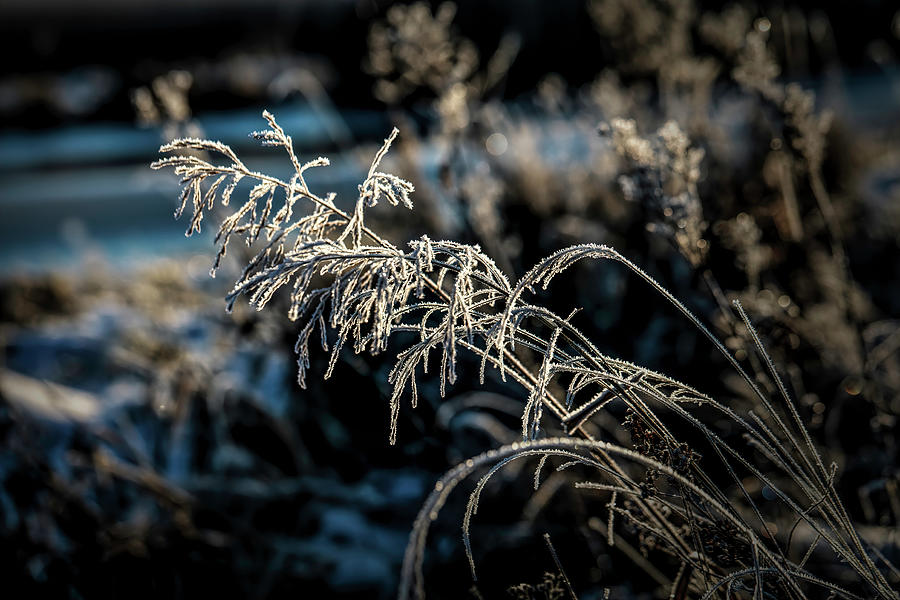 Frosty #i2 Photograph by Leif Sohlman
