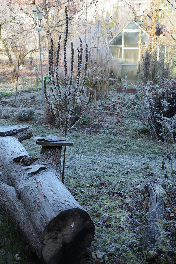 Frosty Late-autumn Garden With Greenhouse Photograph by Sonja Zelano