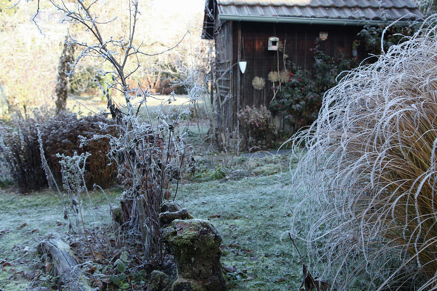 Frosty Late-autumn Garden With Shed Photograph by Sonja Zelano