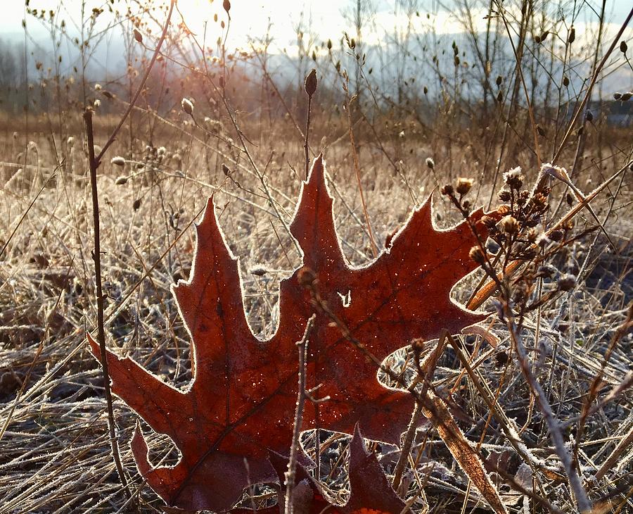 Frosty Leaf Photograph by Harvest Moon Photography By Cheryl Ellis