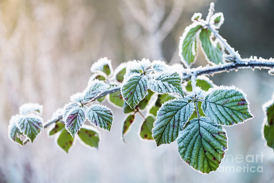 Below Zero Photograph - Frosty Leaves by Keith Morris Below Zero Photograph - Frosty Leaves by Keith Morris
