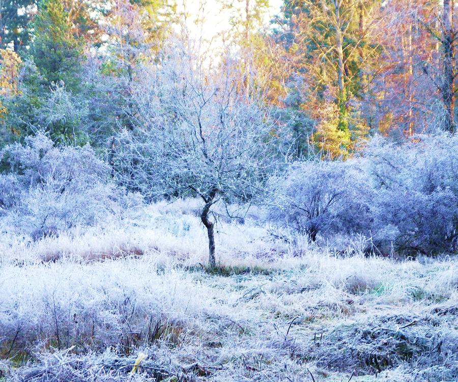 Frosty Meadow Photograph by Fred Bailey