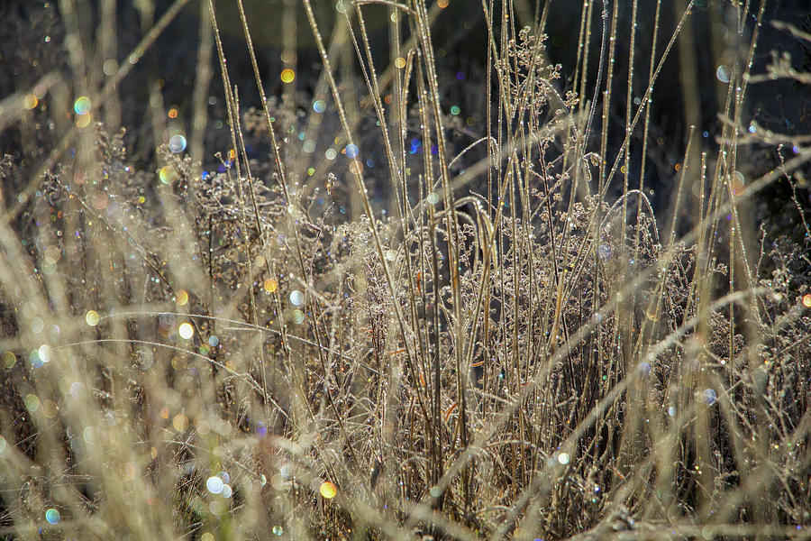 Frosty Meadow Grass 1 Photograph by Randy Robbins