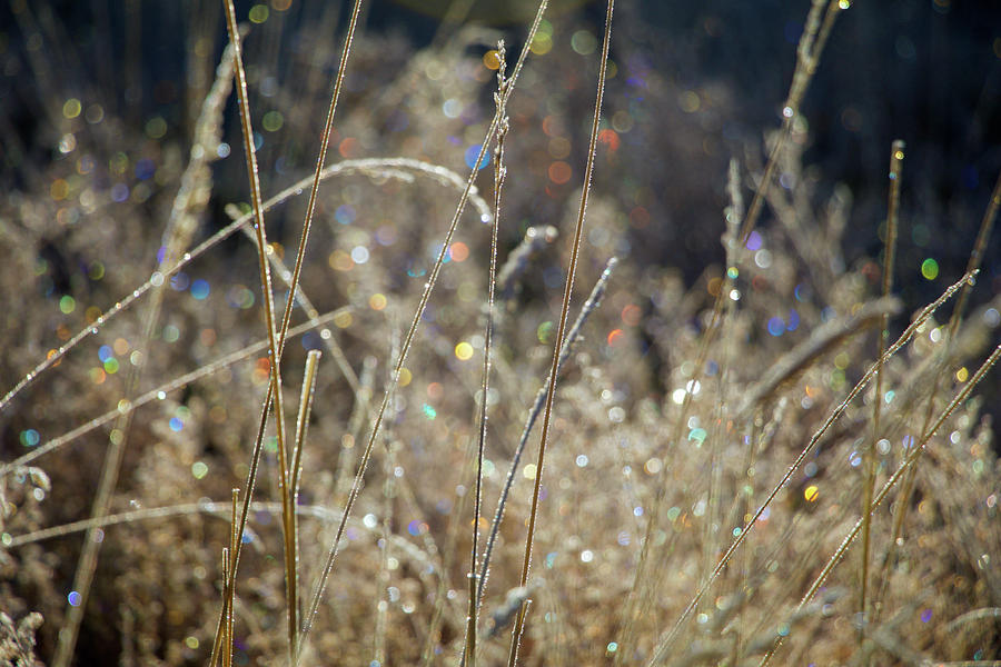 Frosty Meadow Grass 2 Photograph by Randy Robbins