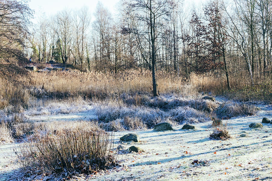 Frosty Morning Photograph by Eva Lechner