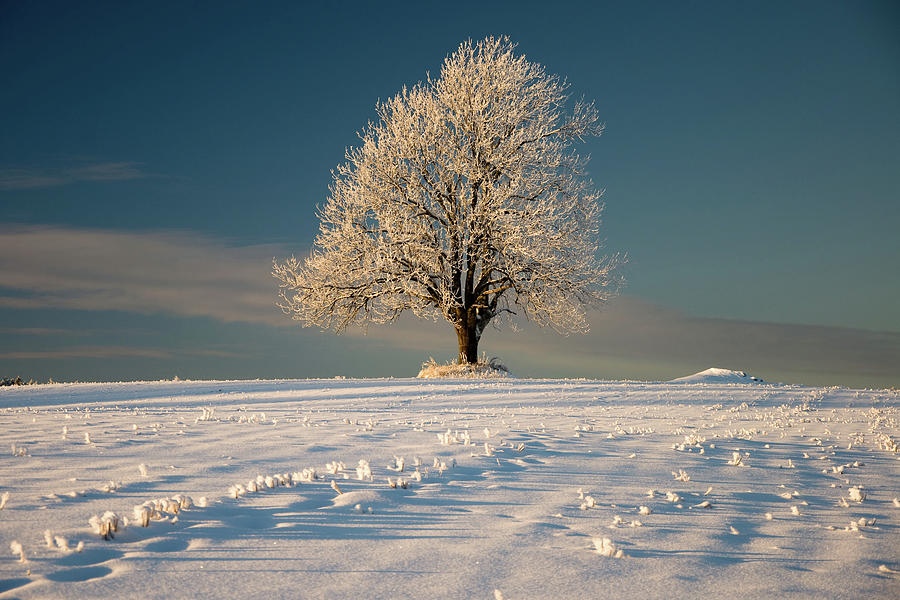 Frosty Oak Tree Photograph by By Sigurd Rage