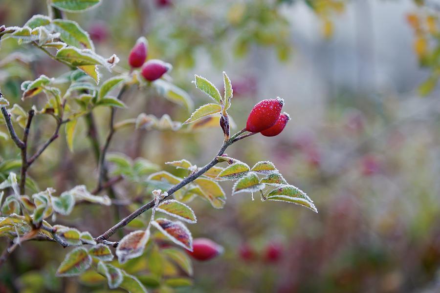 Frosty Rosehips On Twig Photograph by Esther Hildebrandt