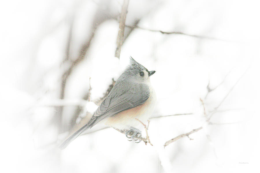Frosty the Titmouse Photograph by Diane Lindon Coy