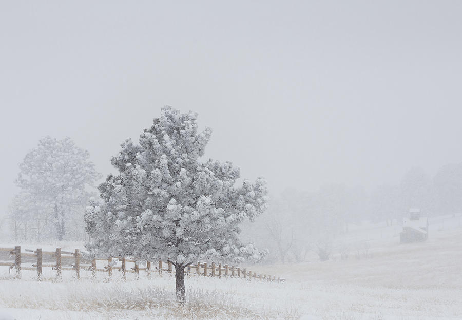 Frosty Tree And The Fenceline Photograph