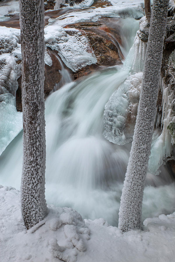 Winter Photograph - Frosty Tree Cascade by White Mountain Images