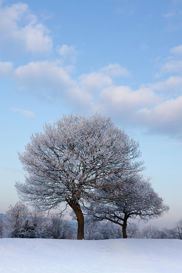 Frosty Trees On A Beautiful Winters Day Photograph by Empato