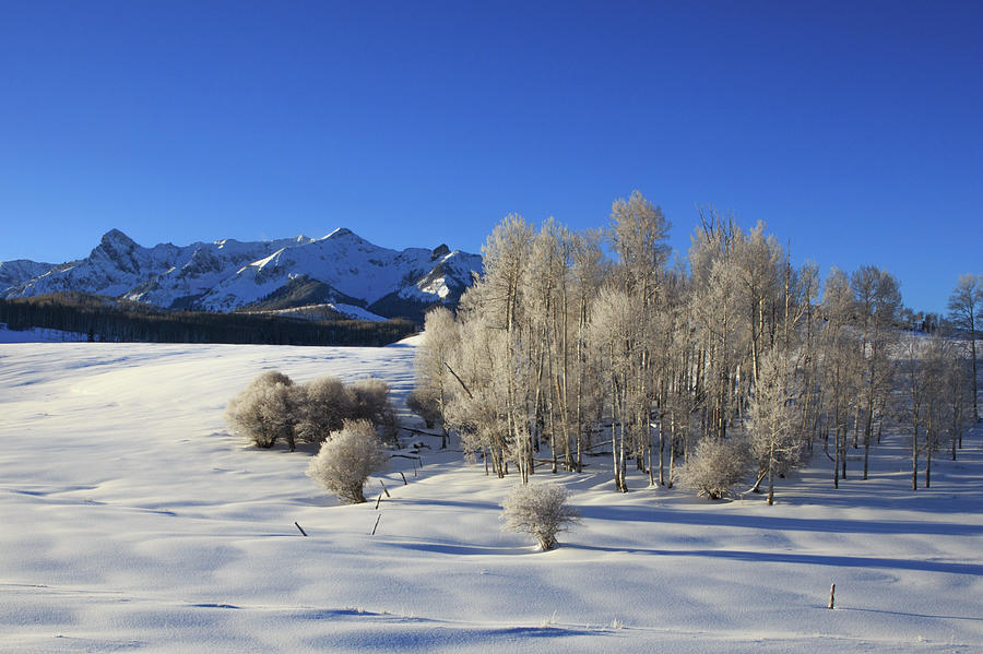 Frosty Trees On The Divide Photograph