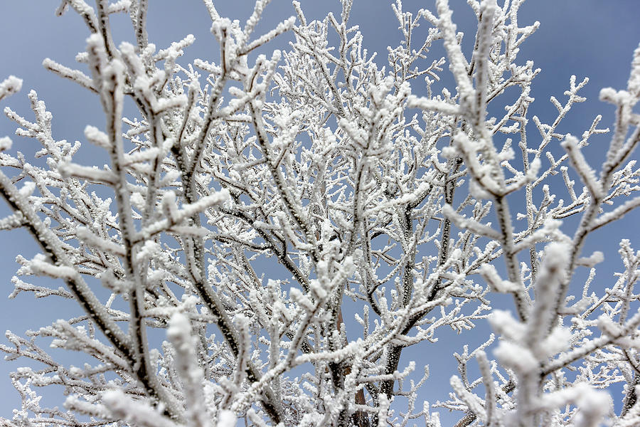 Frosty Winter Branches  Photograph by Amy Sorvillo