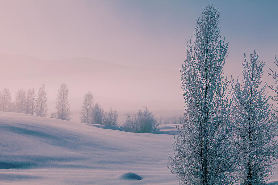 Frosty Winter Landscape, Colorado Photograph by Karen Desjardin