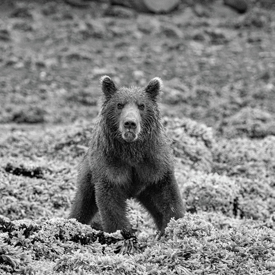 Frowning Coastal Brown Bear in Monochrome Photograph by Mark Hunter
