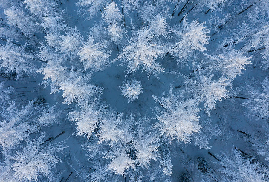 Frozen Photograph by Andrey Snegirev
