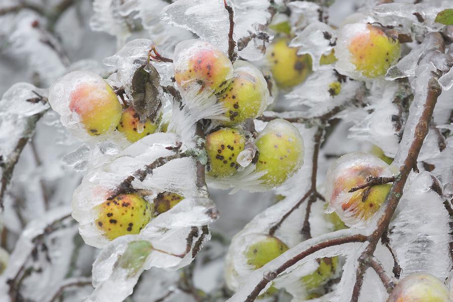 Frozen Apple Tree Digital Art by Rainer Mirau