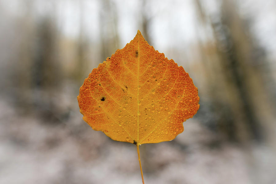 Frozen Aspen Leaf Photograph by Gary Kochel