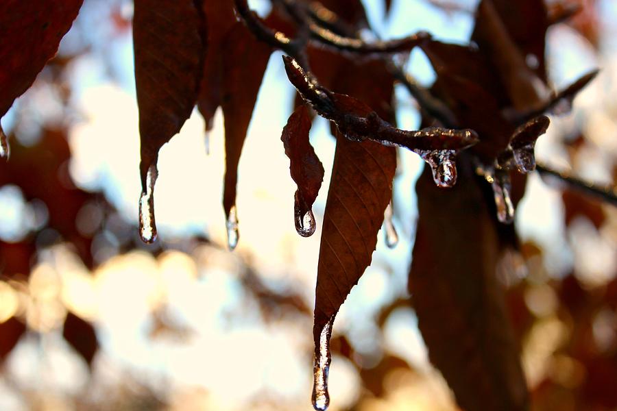 Autumn Photograph - Frozen Autumn by Candice Trimble Autumn Photograph - Frozen Autumn by Candice Trimble