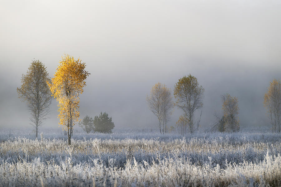 Frozen Birches Photograph By Dmitry Doronin Fine Art America