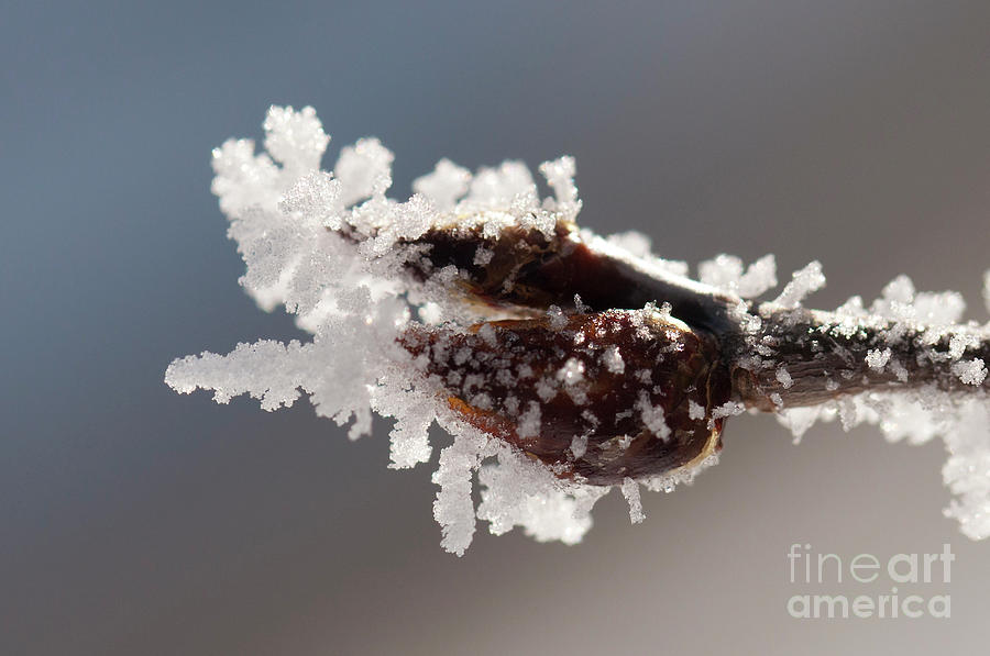 Frozen Buds Photograph by Julia McHugh