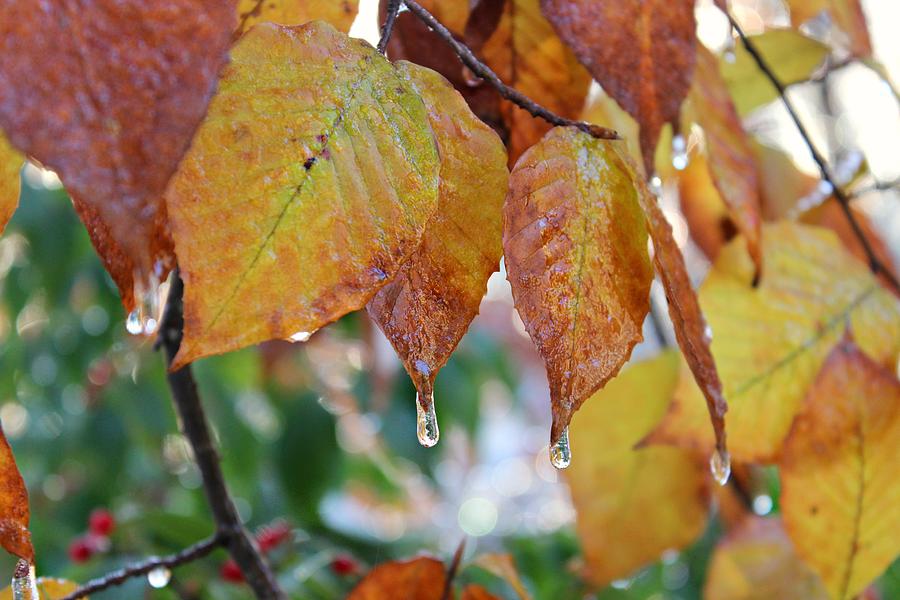 Fall Photograph - Icy Foliage by Candice Trimble