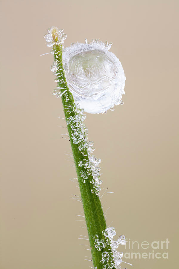 Frozen Dew Drop Photograph by Science Photo Library Frozen Dew Drop Photograph by Science Photo Library