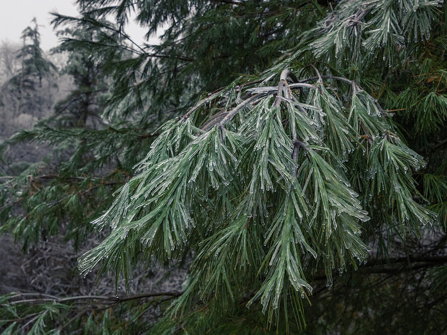 Frozen Evergreen Trees Photograph