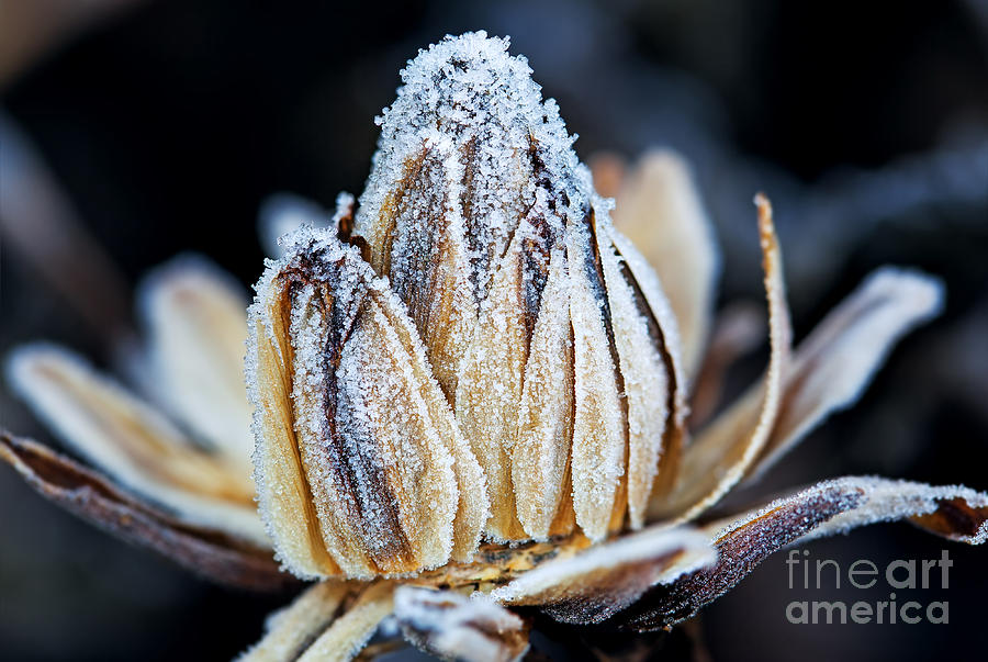 Seasonal Photograph - Frozen Flower Bud Macro Shot by Maxim Khytra