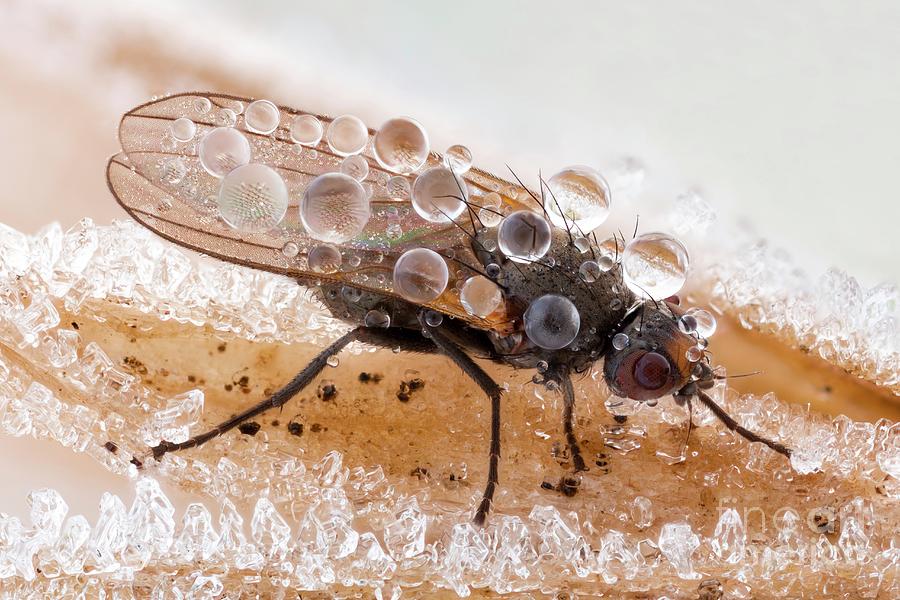 Frozen Fly Photograph by Science Photo Library Frozen Fly Photograph by Science Photo Library