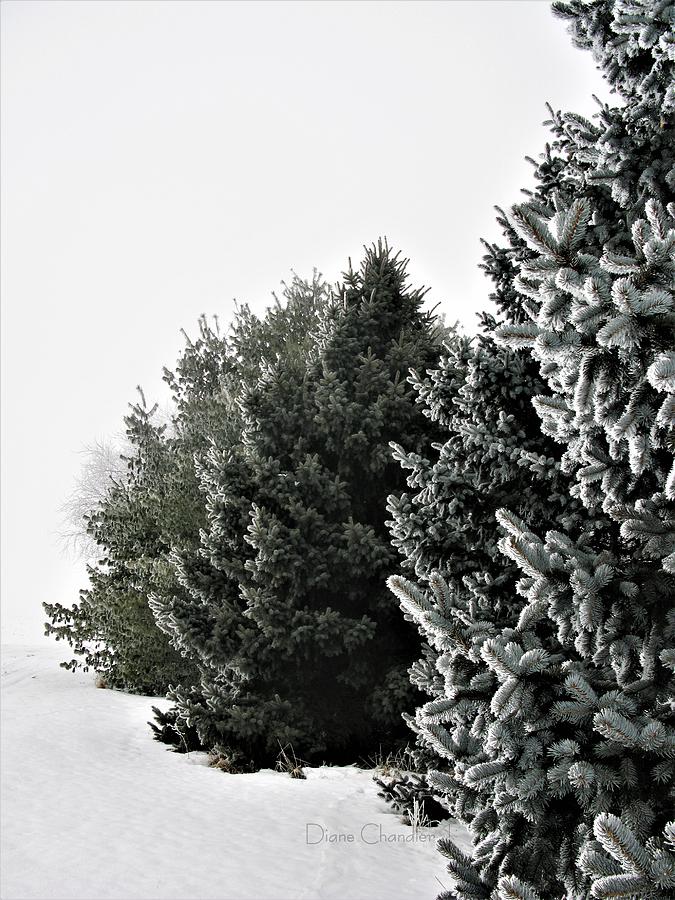 Frozen Fog on Conifers Photograph by Diane Chandler
