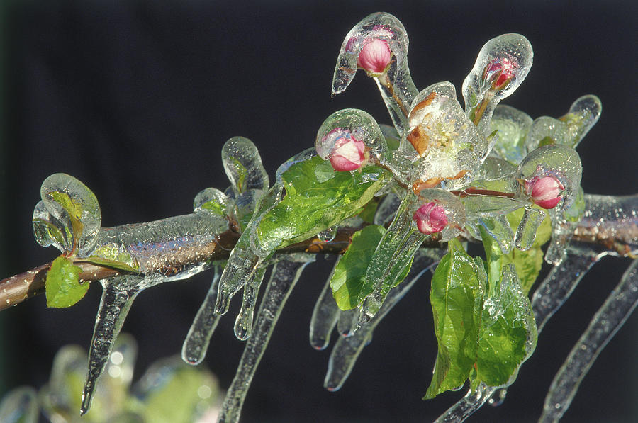 Frozen Fruit Tree Digital Art by Udo Bernhart