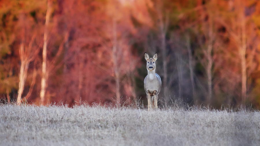 Frozen grass and red trees. I have been noticed. White-tailed deer Photograph by Jouko Lehto